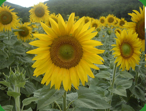 flowers at countryitaly